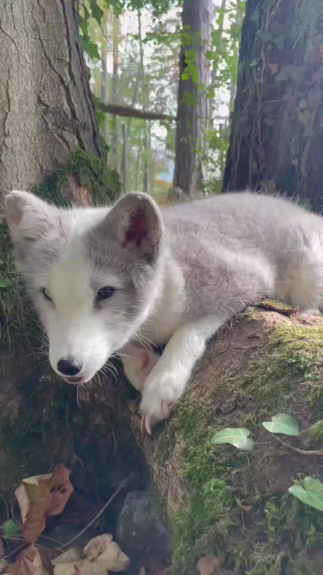 @Oldsilverfur