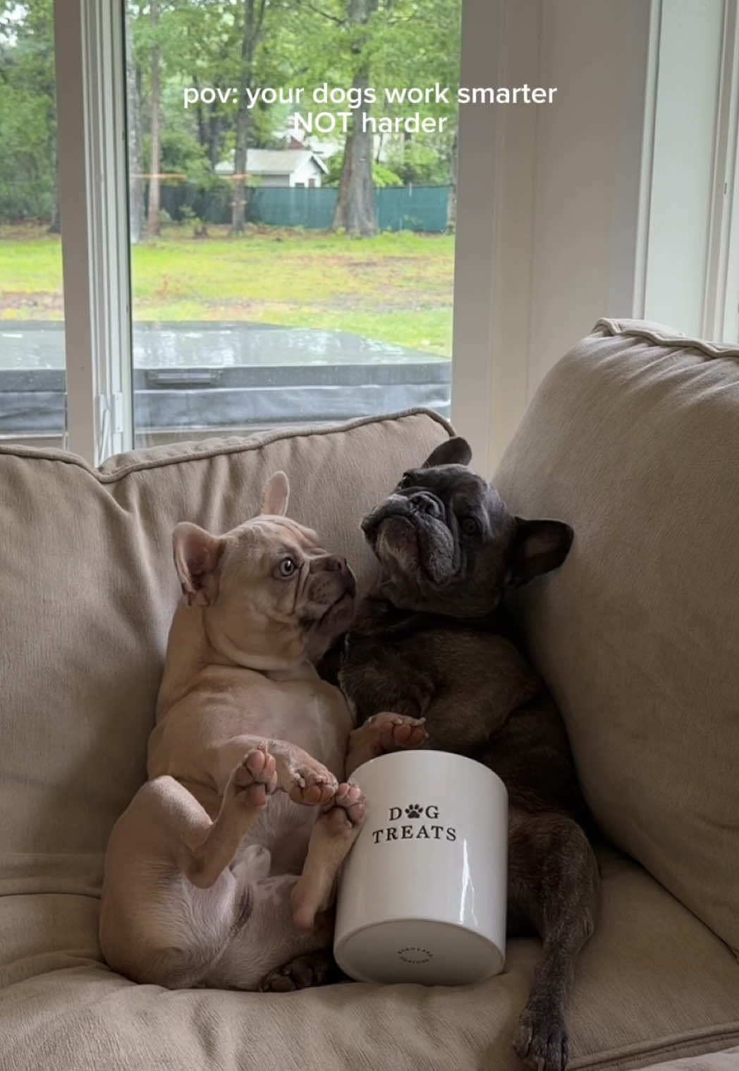 @Winston & Charlie 🐾