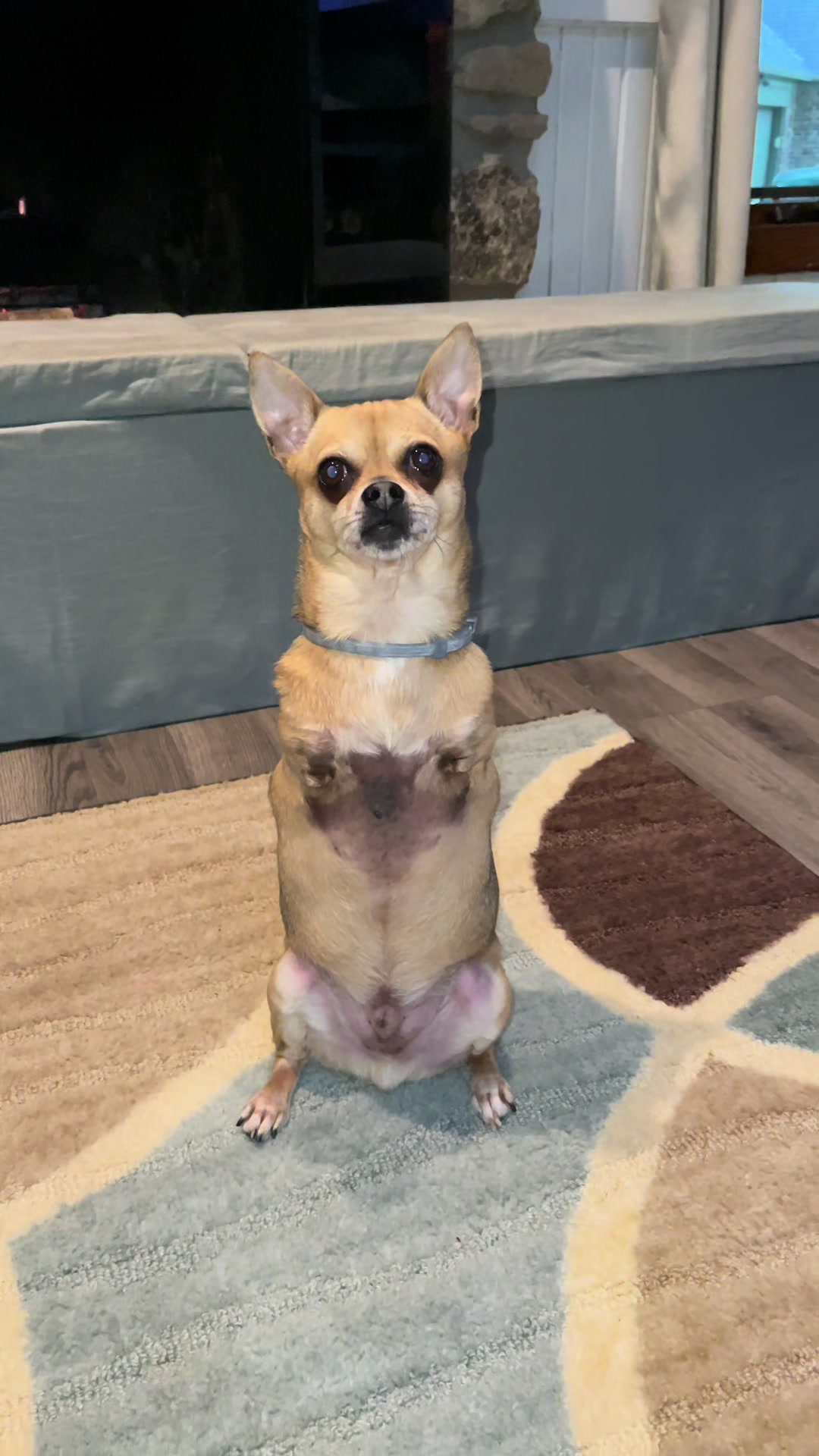 @TurboRoo the 2Legged Chihuahua