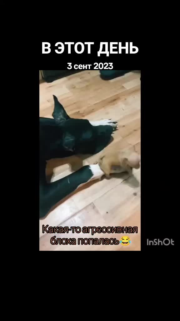 @KRAIZI