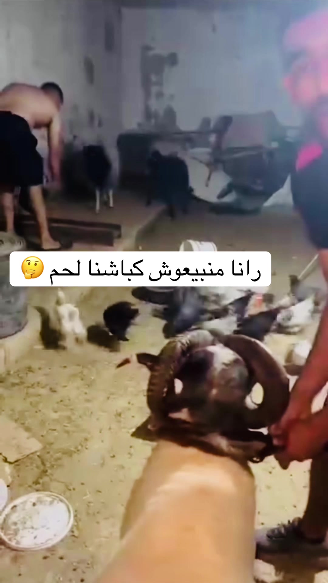 @سيف غرام زمان 🇹🇳