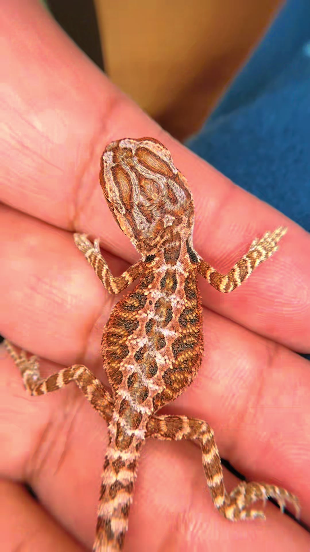 @reptile_garage