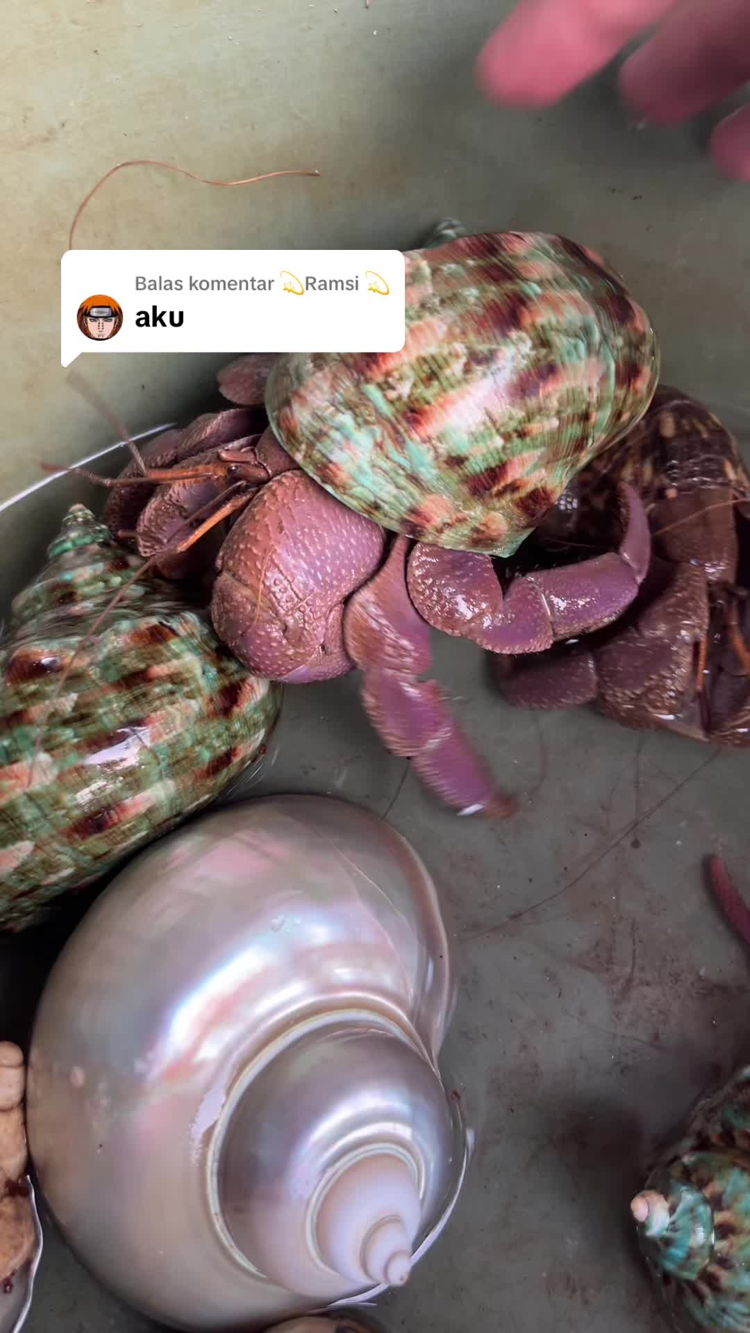 @Kudojiraiya