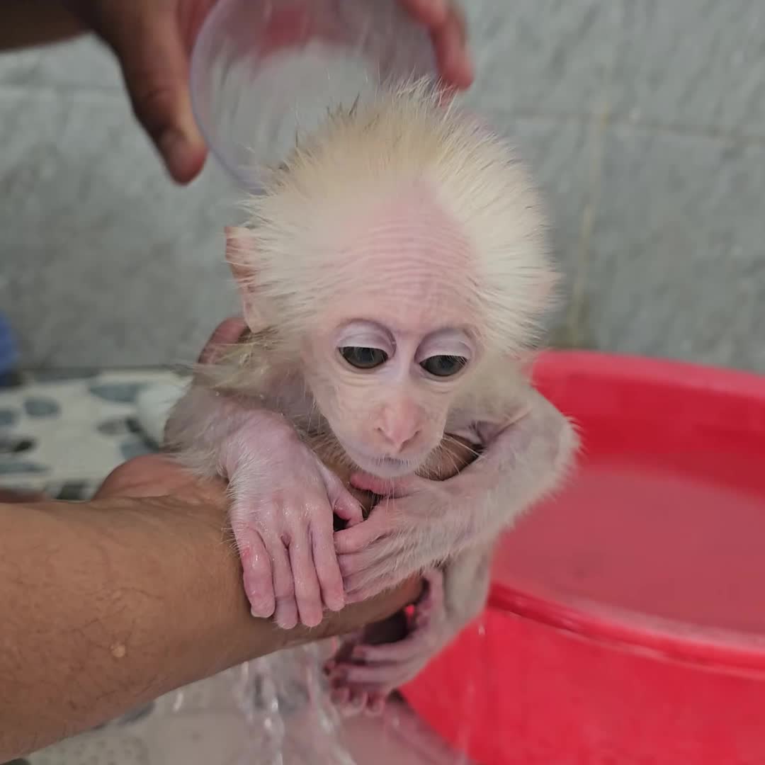 @Monkey TP