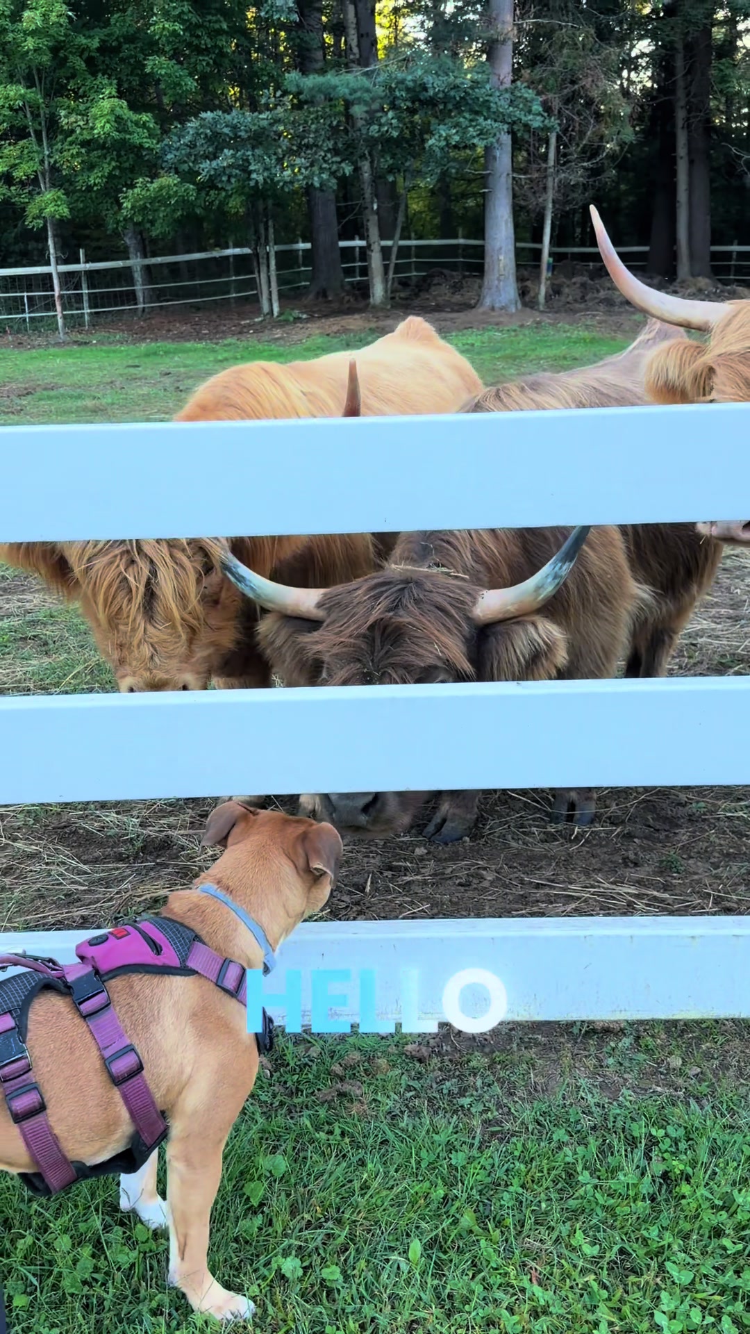 @Unshackled Hearts Ranch