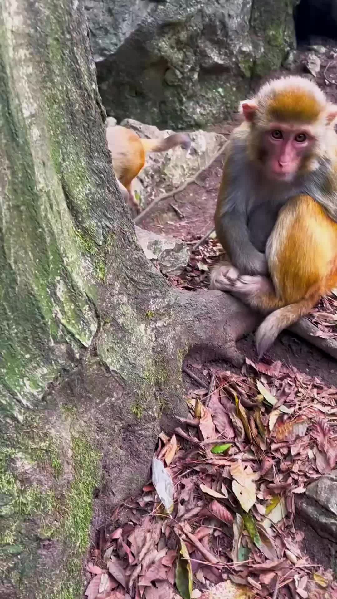 @LilMonkeyVibes