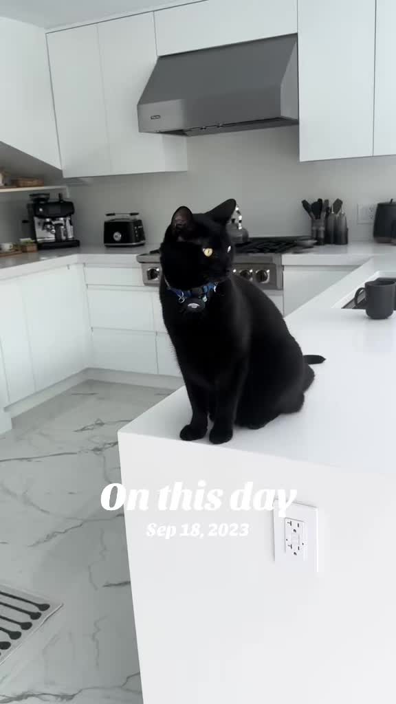 @Oscar Jeremy the cat!
