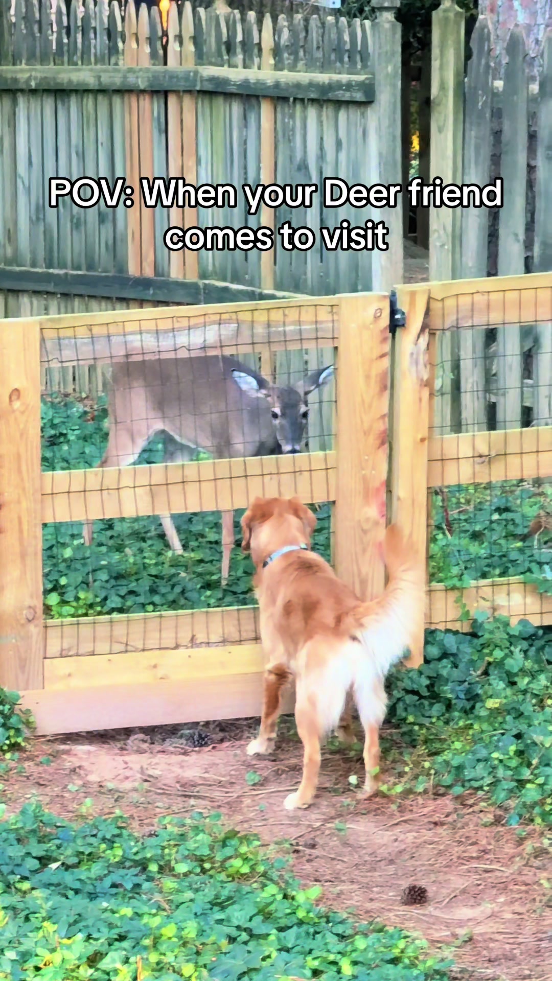@Charlie the Golden