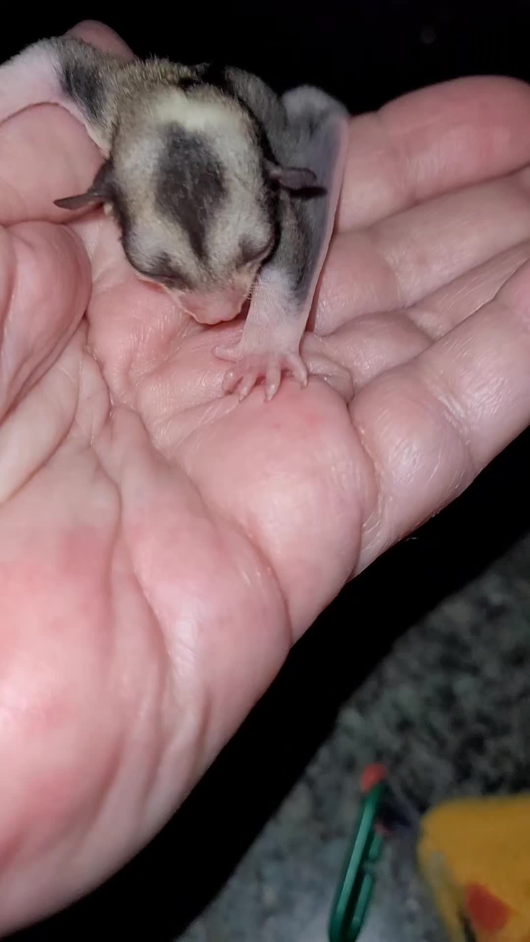 @My Little Exotic Zoo