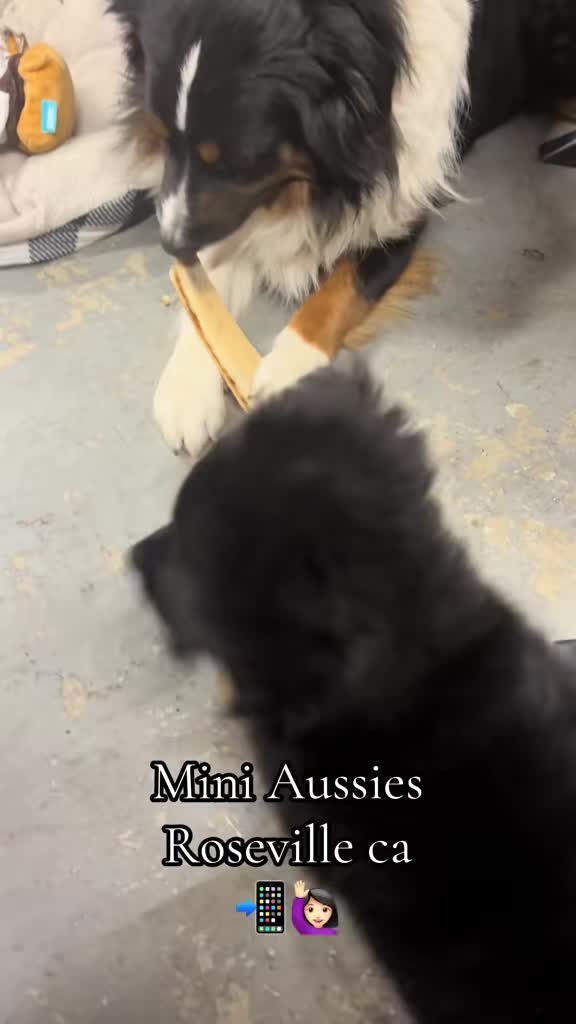 @sacramento__aussies916