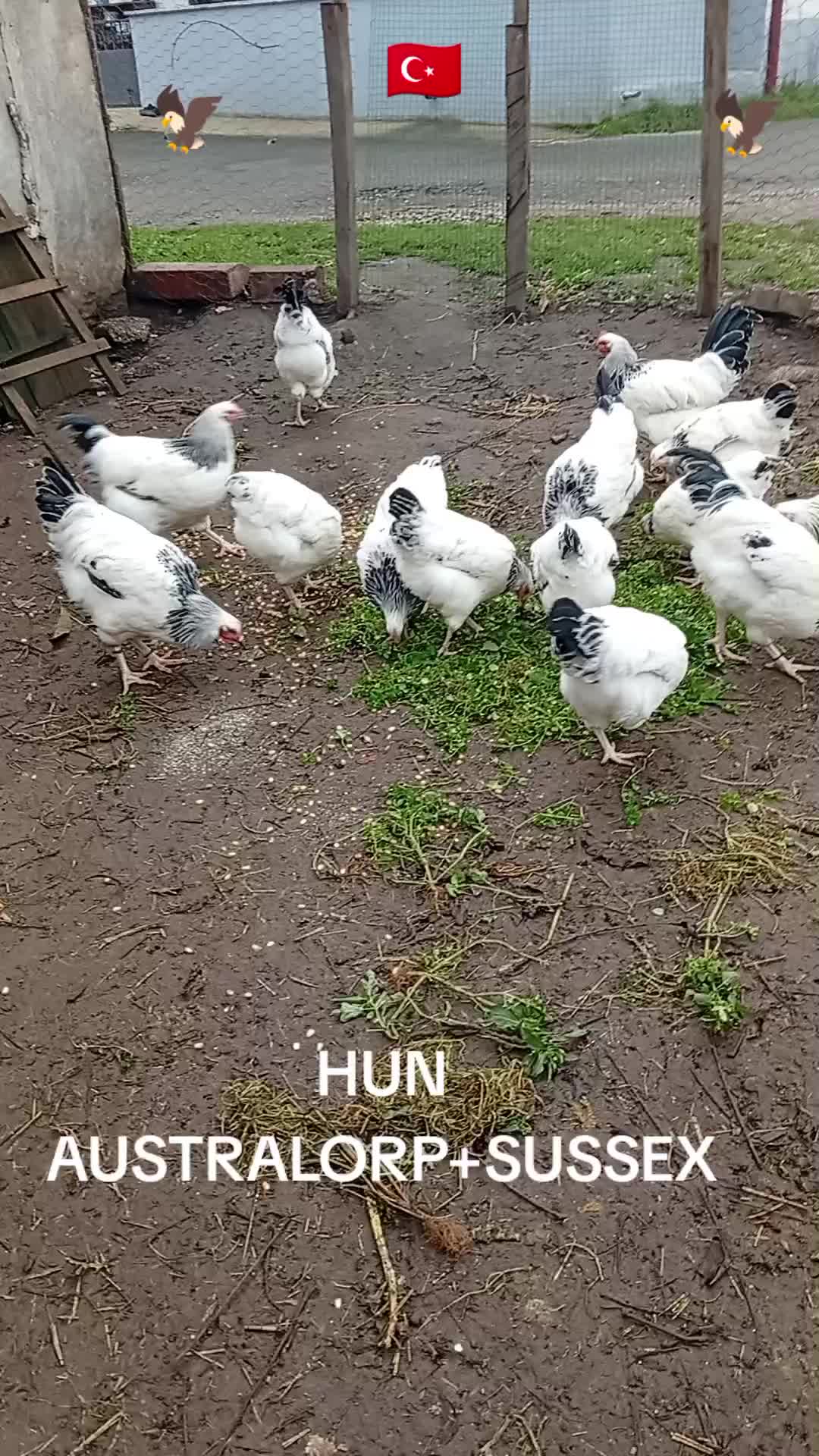 @ABD&Uuml;LKADİR HUN6154