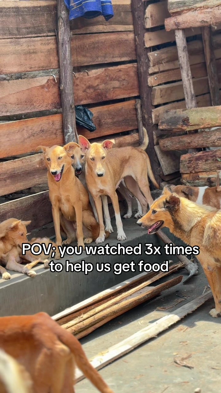 @furry_care_haven