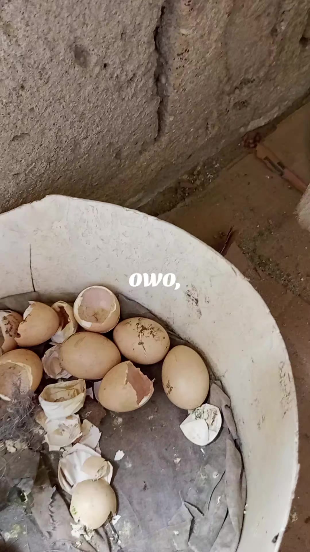 @Dr Omltognu Ogbomnso