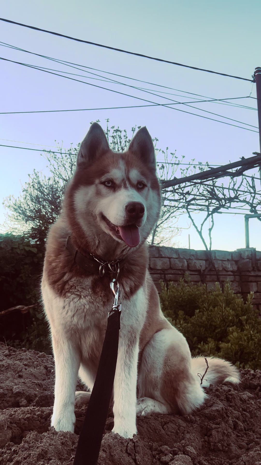 @lbella_Huskyy