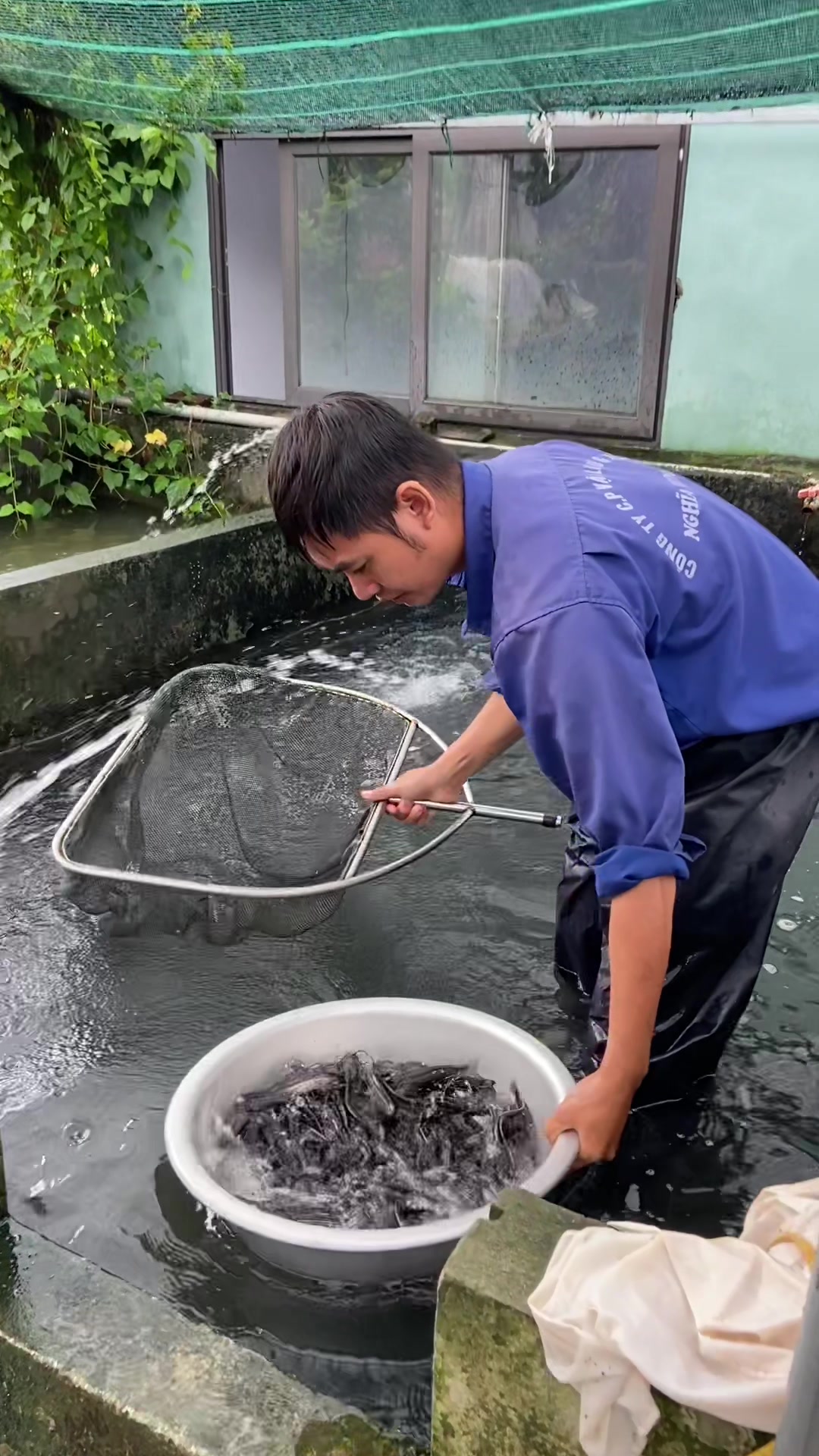 @Trại C&aacute; Giống Quang L&acirc;m