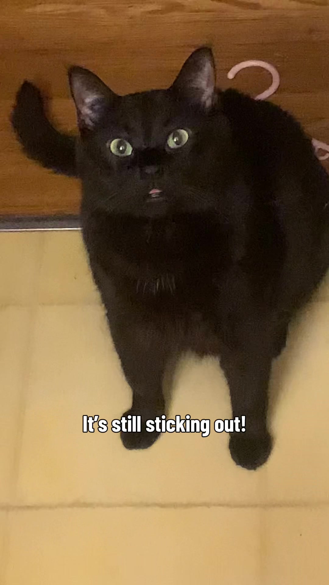 @diycatgeek (Wally & Howl)