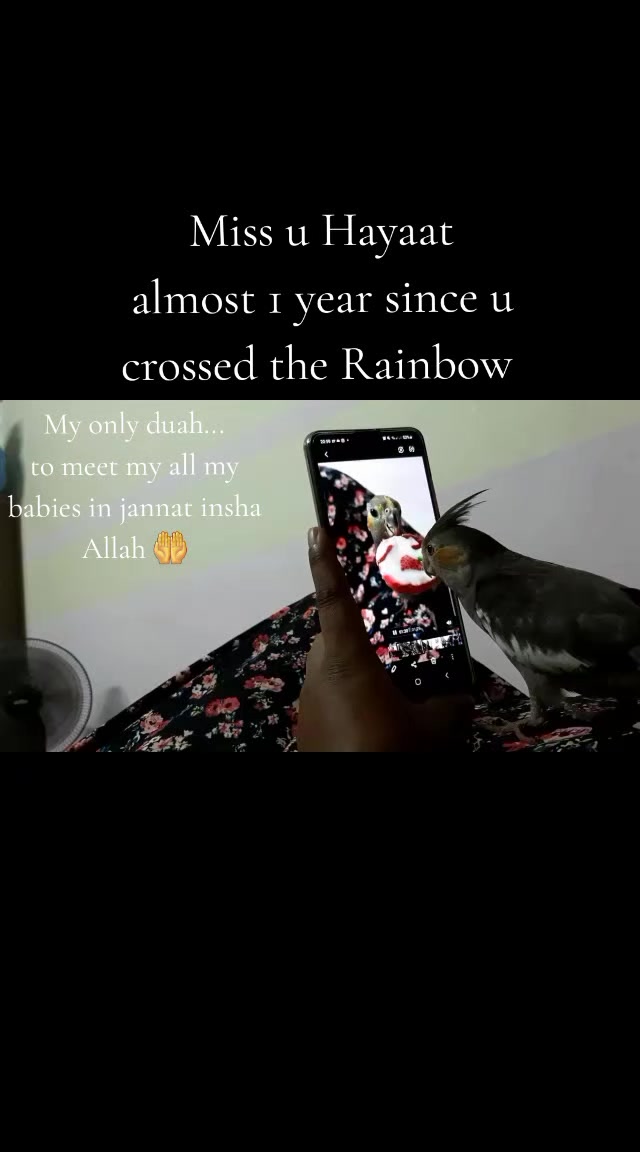 @Blissful Hayaati