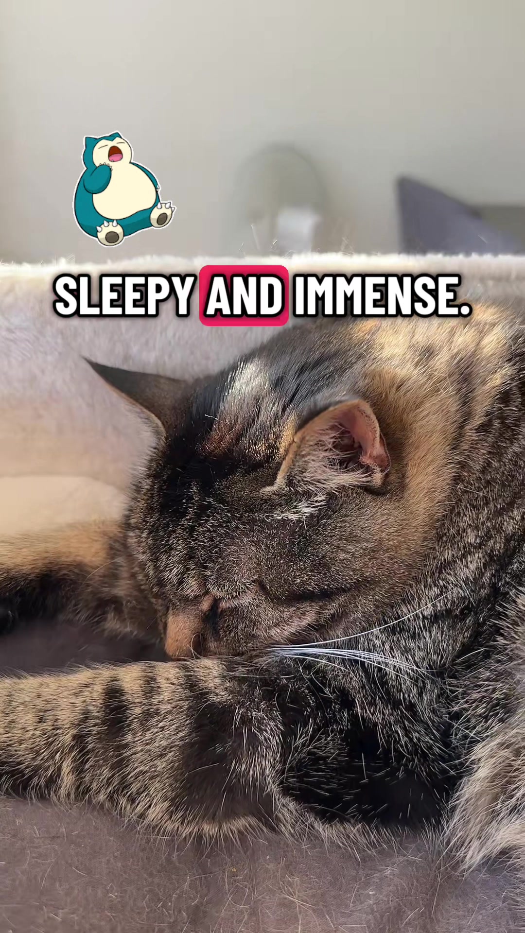 @Joep_the_ rescuecat
