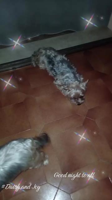 @#Daisy and Joy