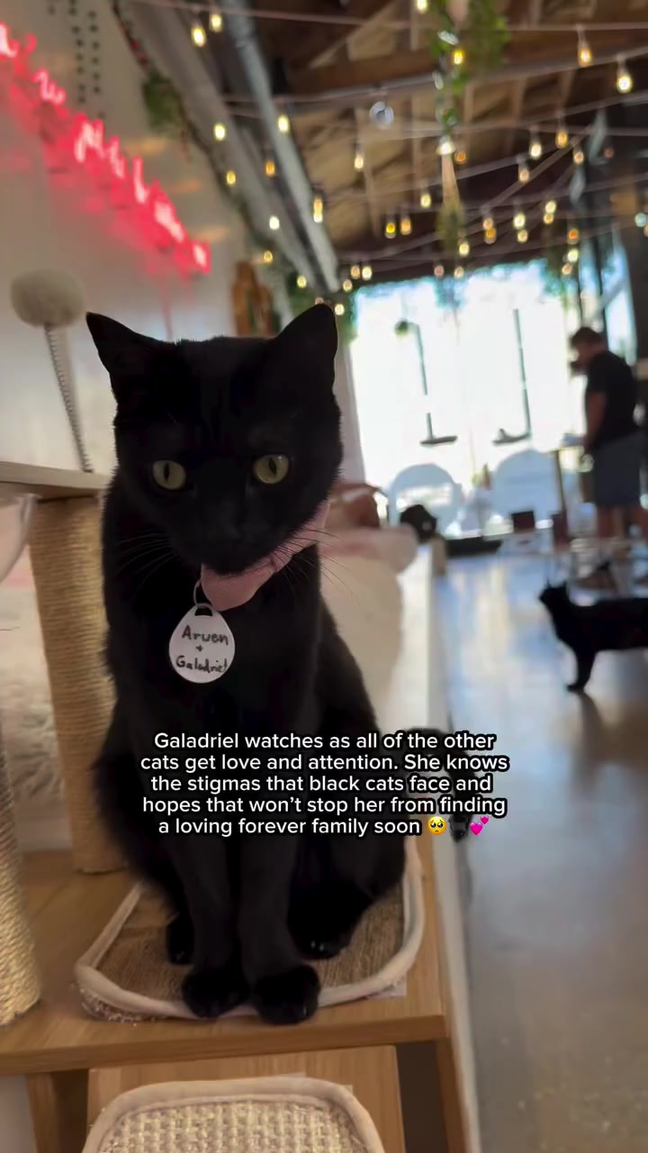 @united Stray haven