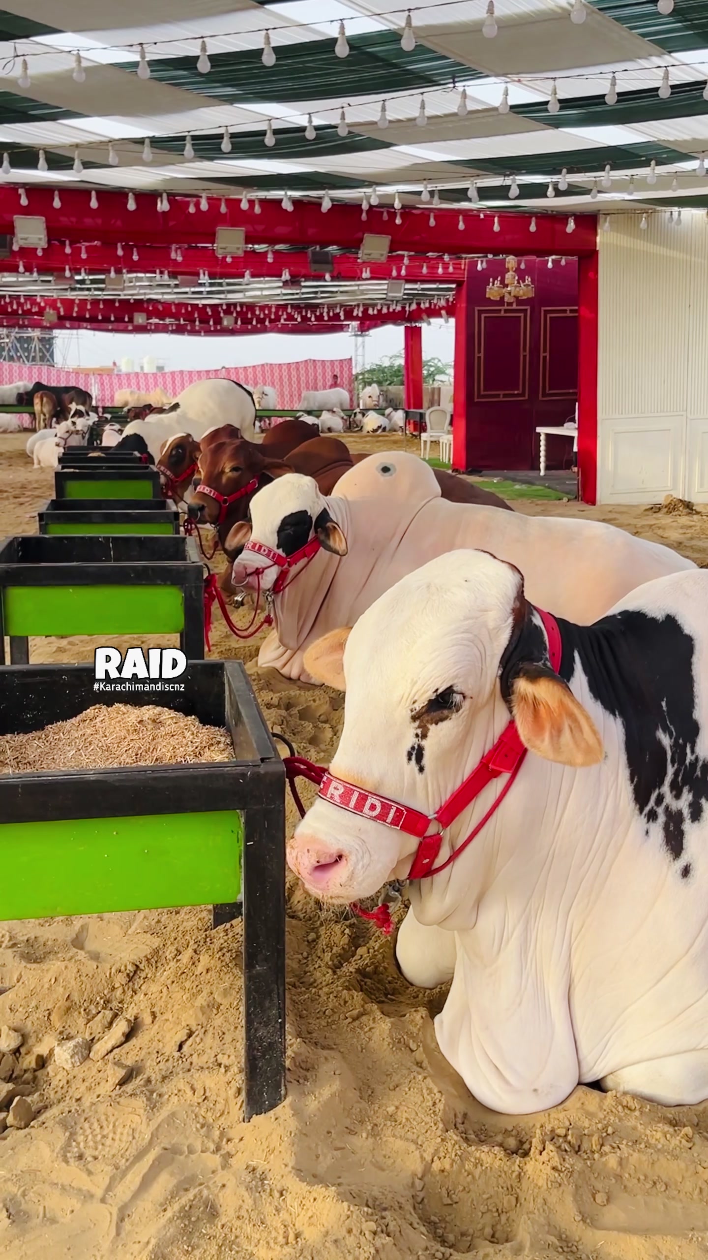 @Raid by Karachi Mandi Scnz