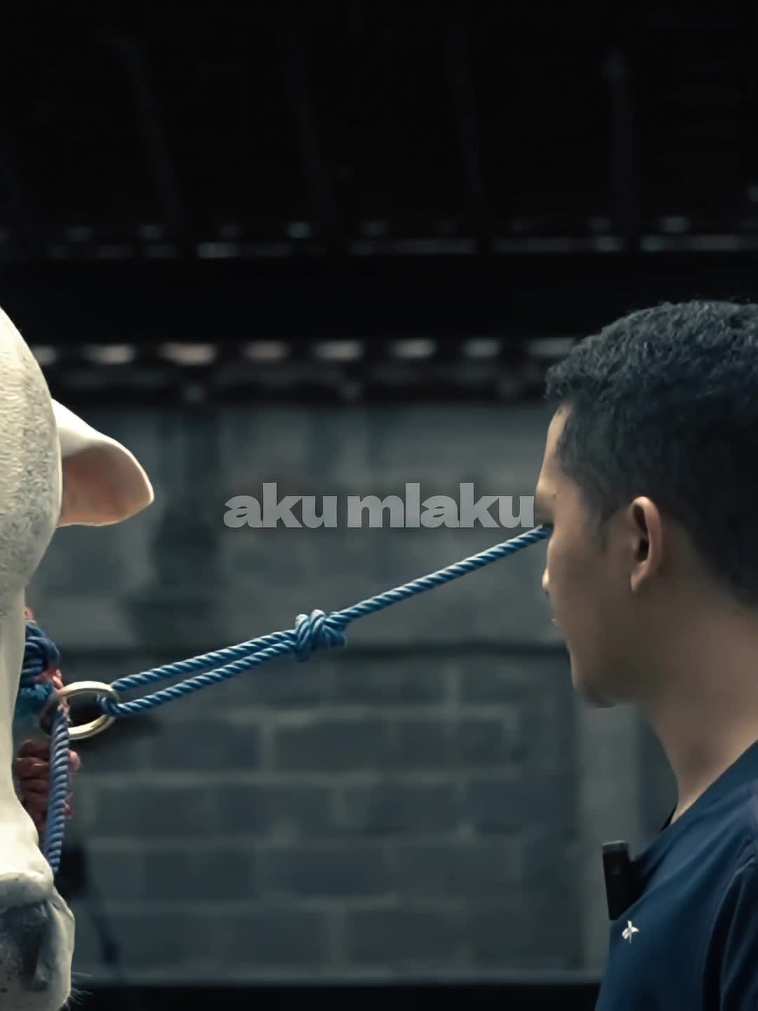 @PECINTA SAPI