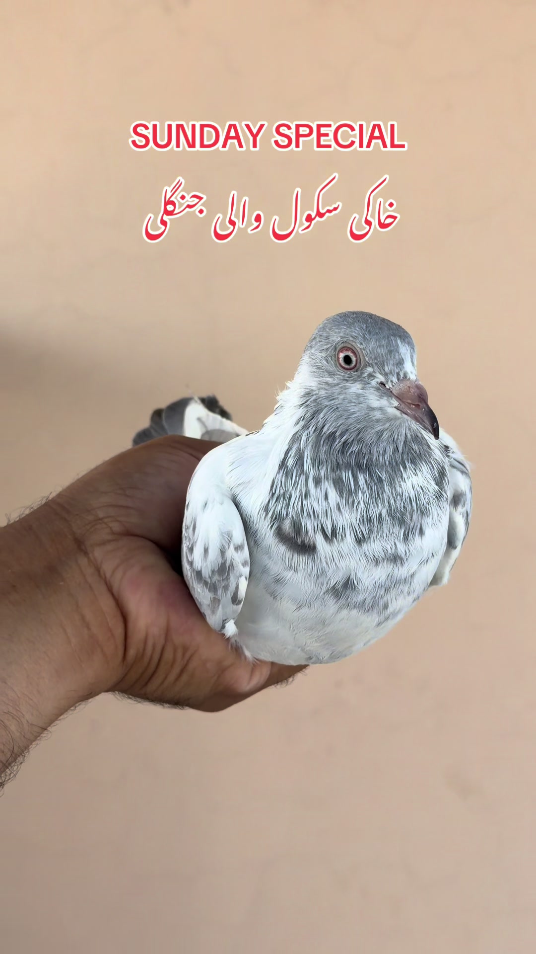 @MALIK MUHAMMAD BABAR