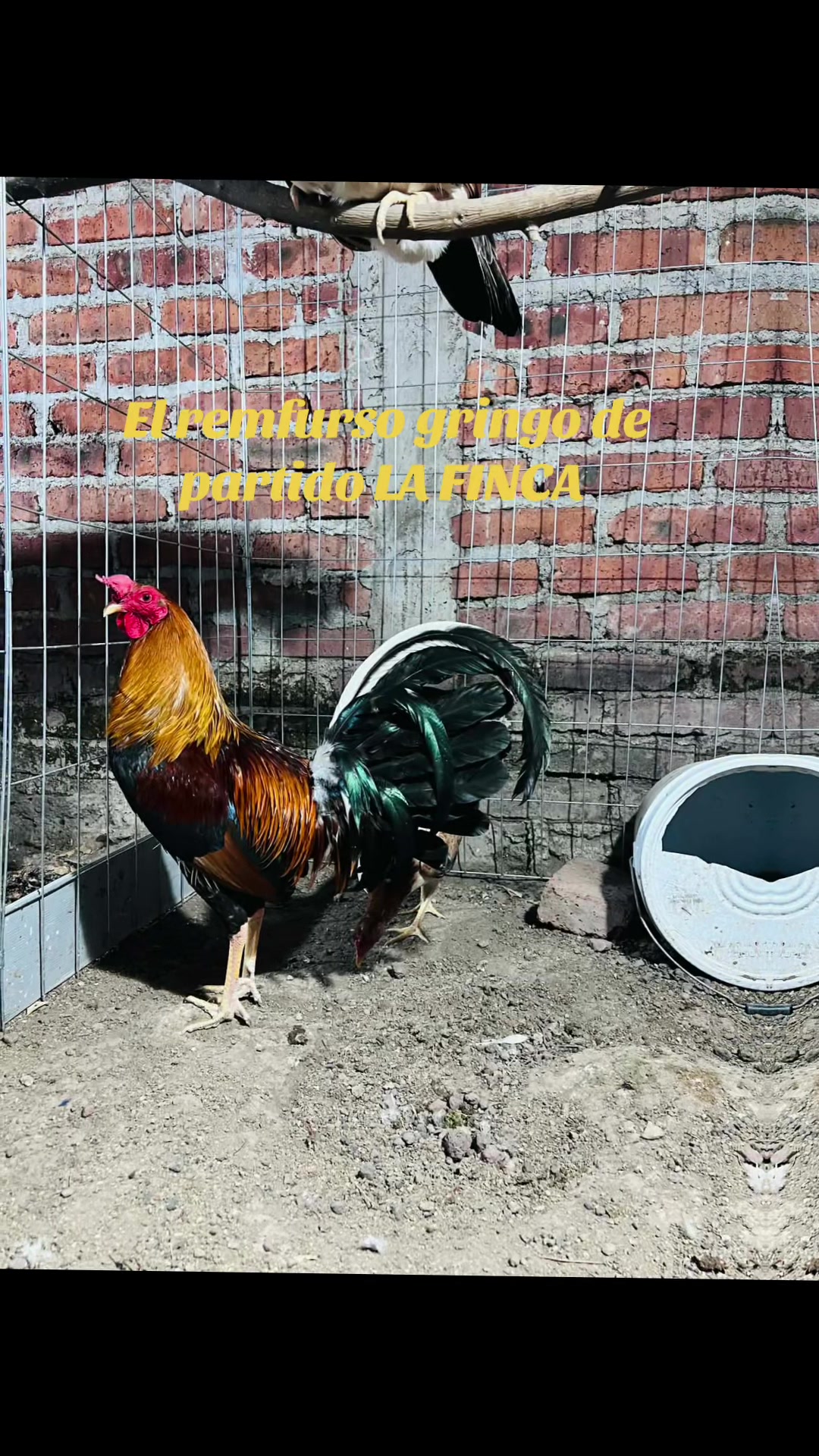 @Sal ZaraTe