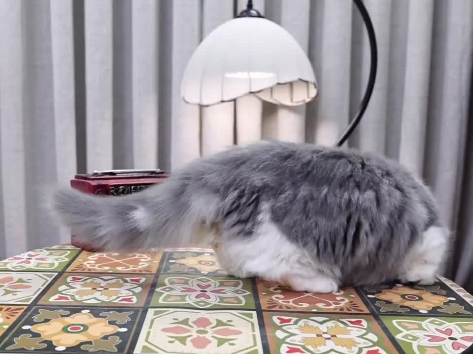 @fuyncats