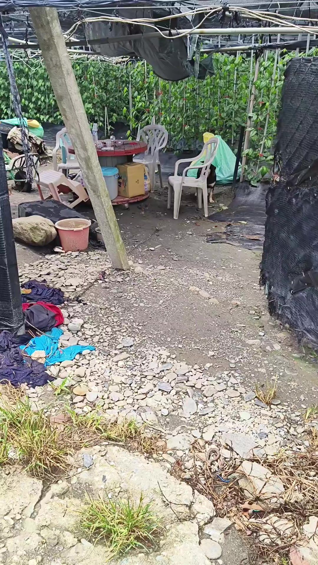 @曾國華(牛奶)
