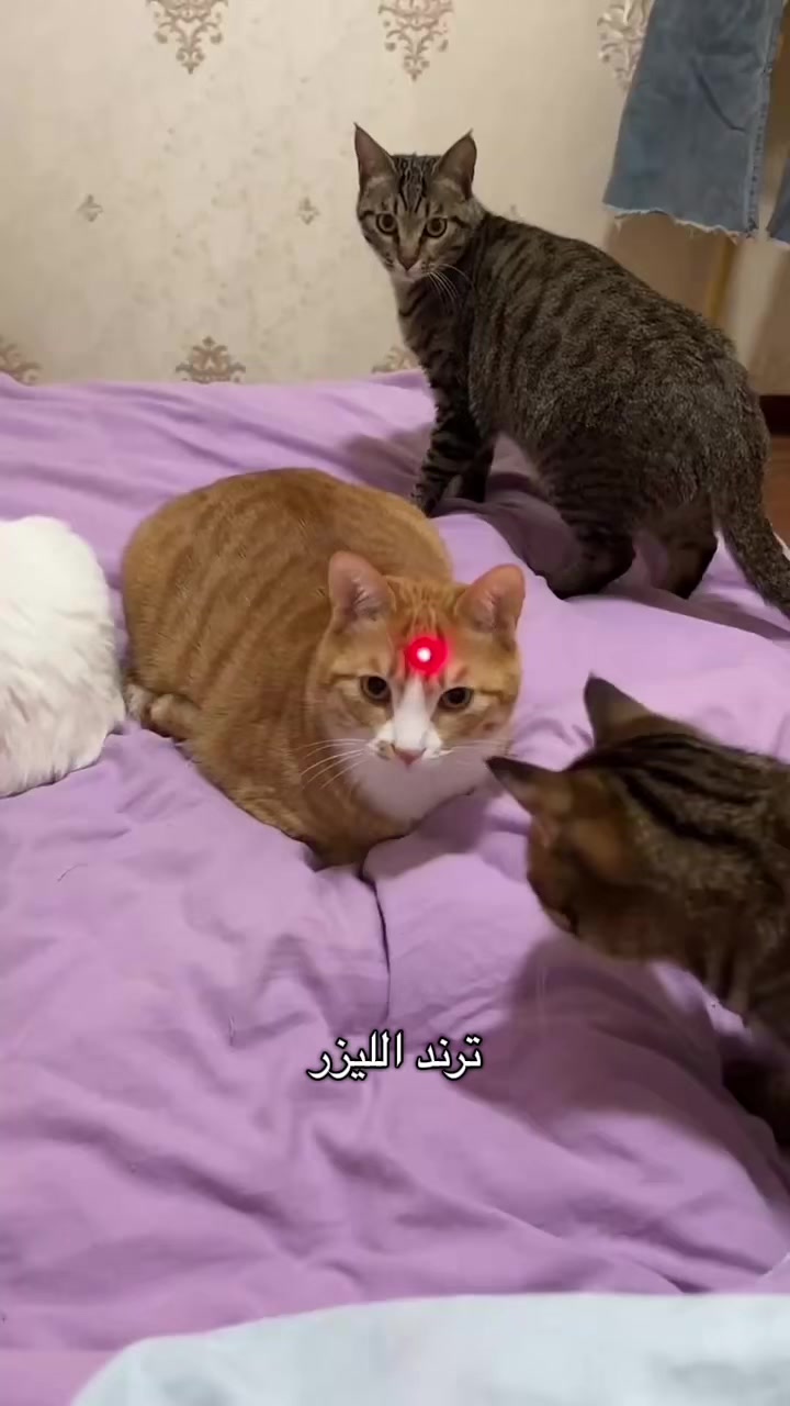 @اقبال والقطط