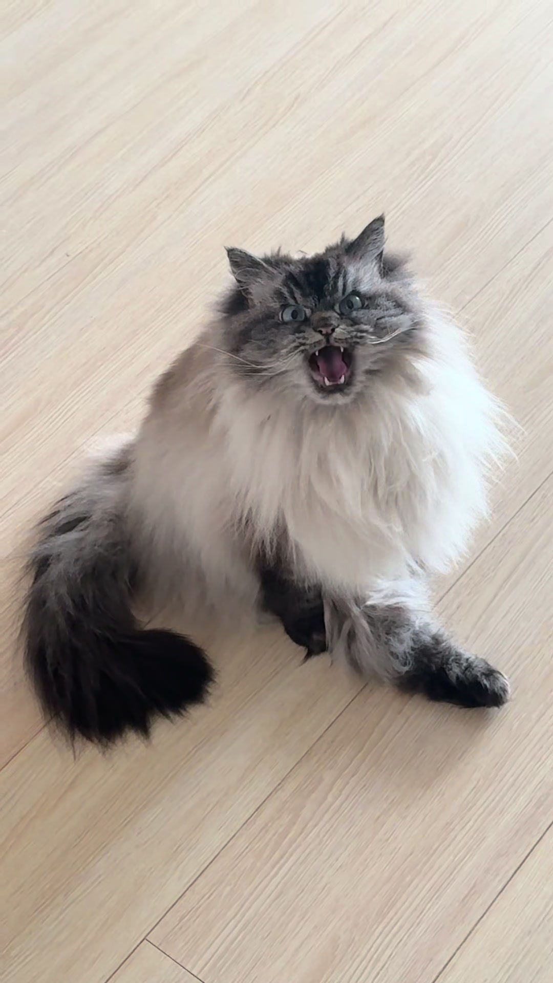 @Merlin Ragdoll