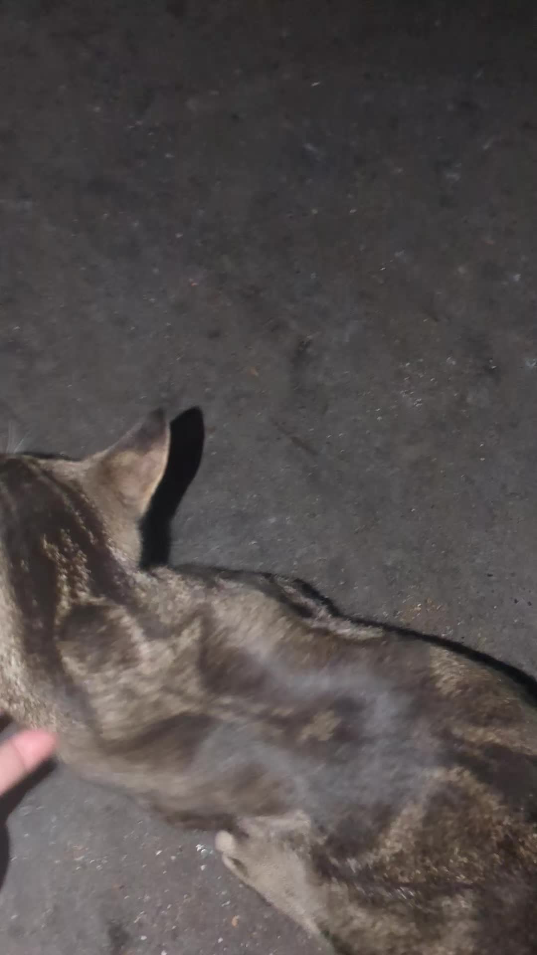 @some cats and their mama