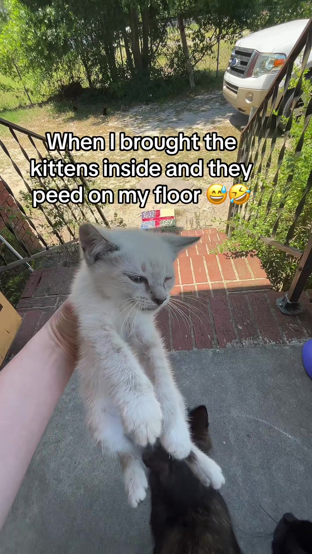 @Cats cats cats