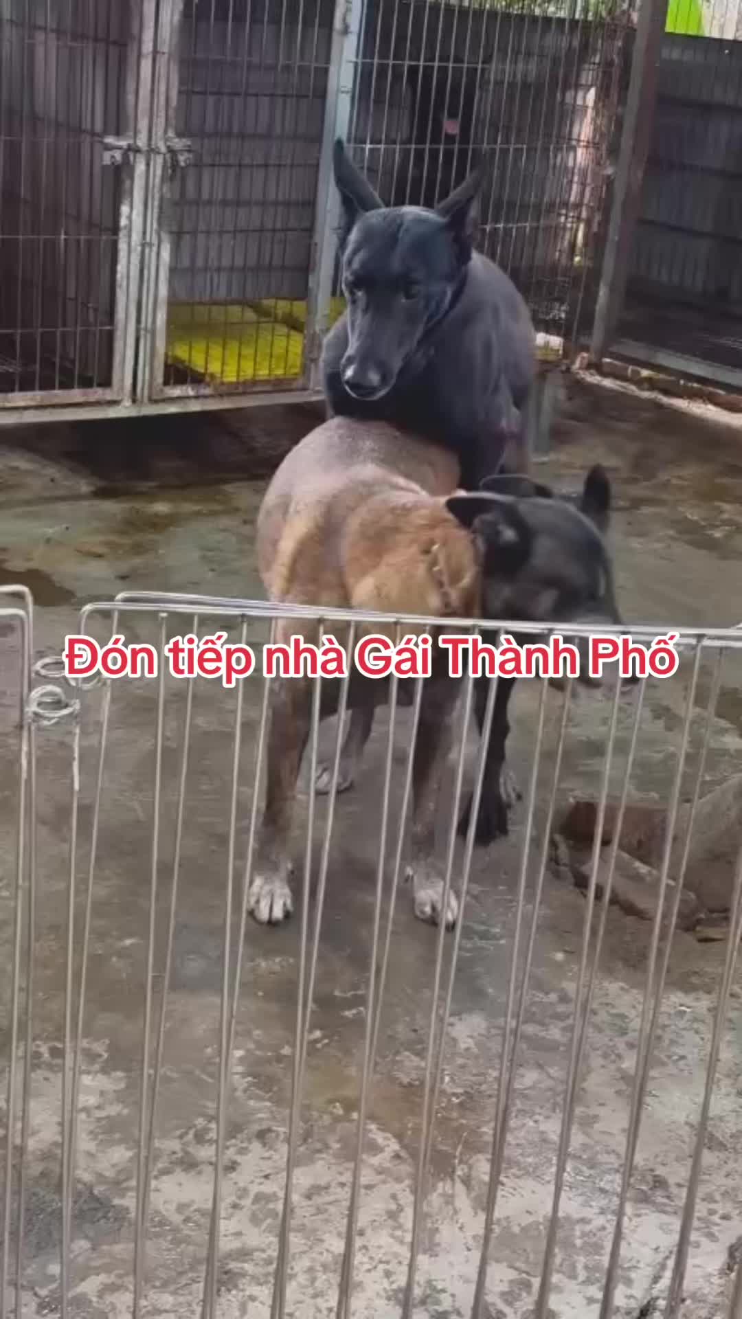 @Hồ Huy Malinoiis