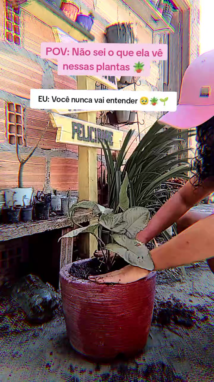 @jardim da neya🪴🌵