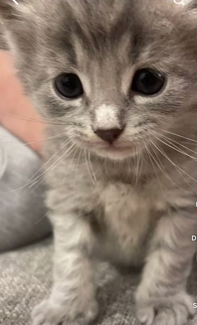 @LotsOfCat