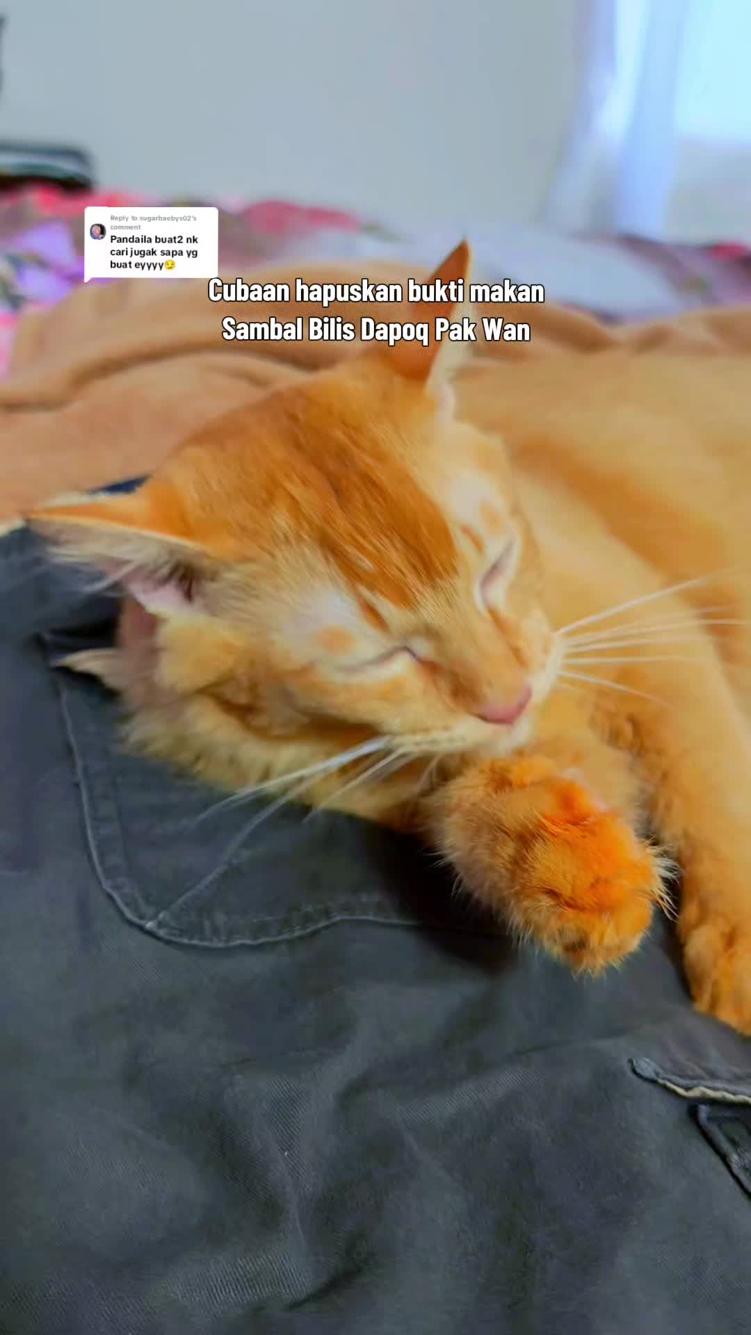 @Walin Fat Cat