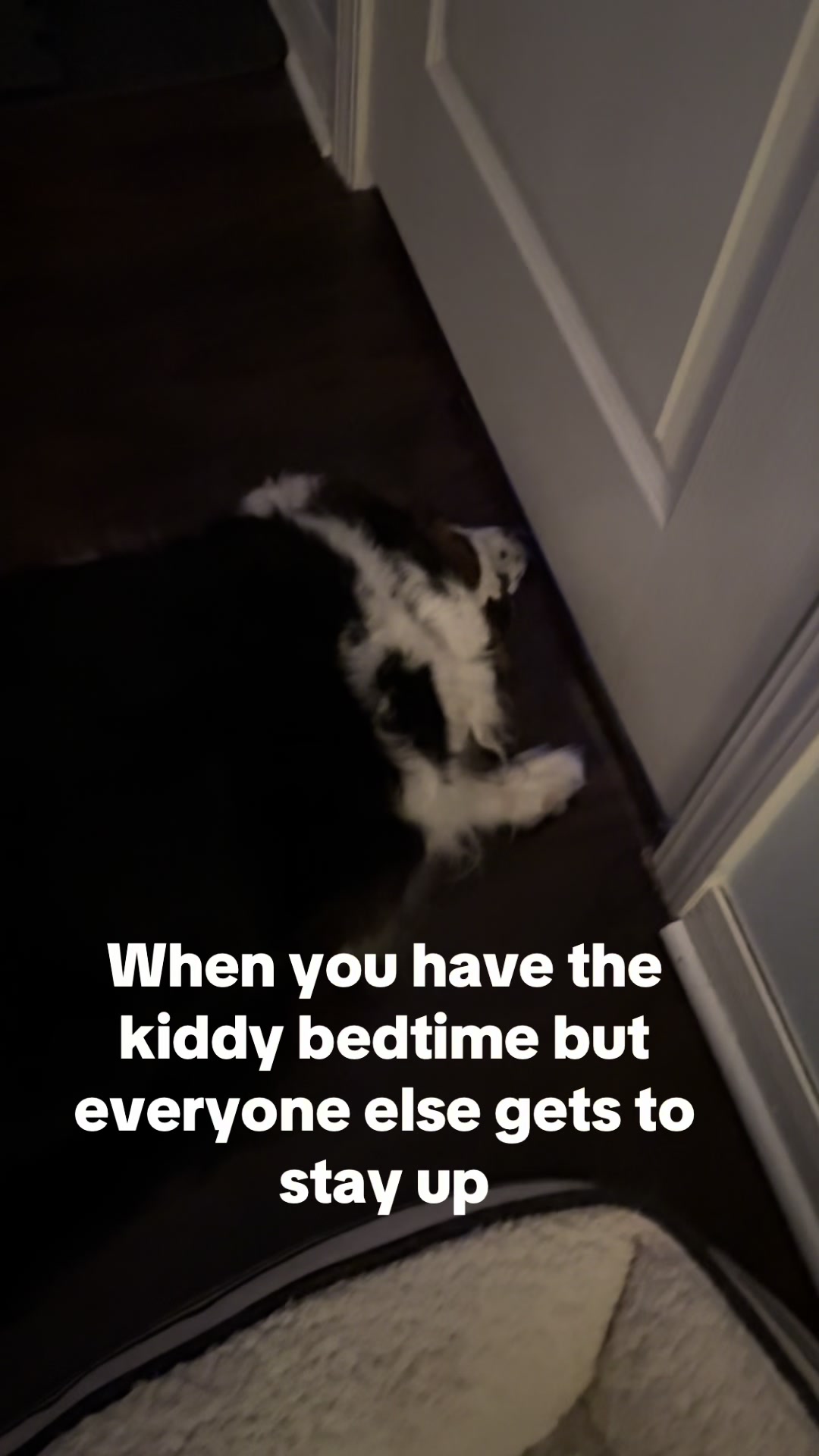 @hankanddollyrescuedogs