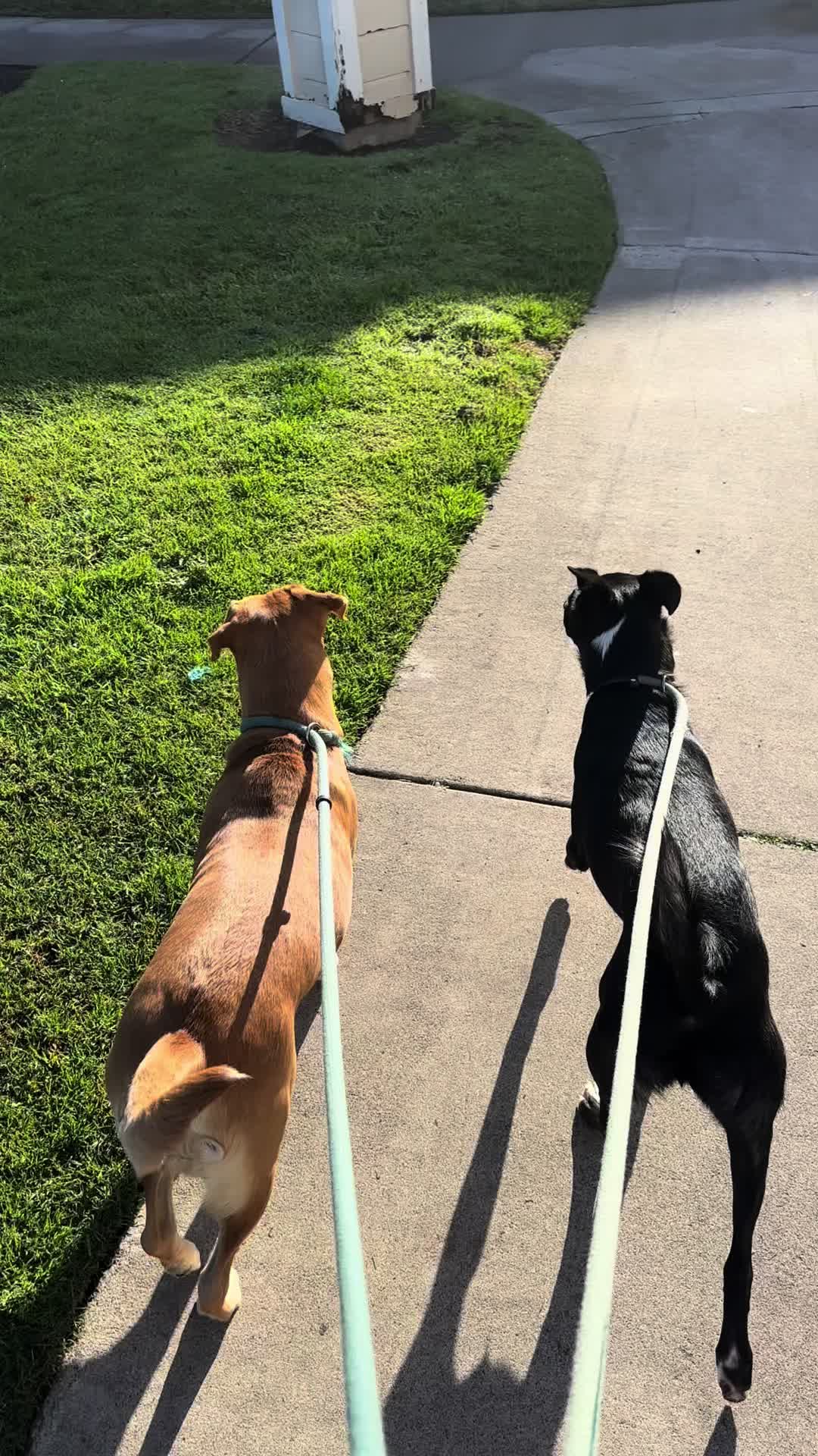 @FITPUP Mobile Dog Gym