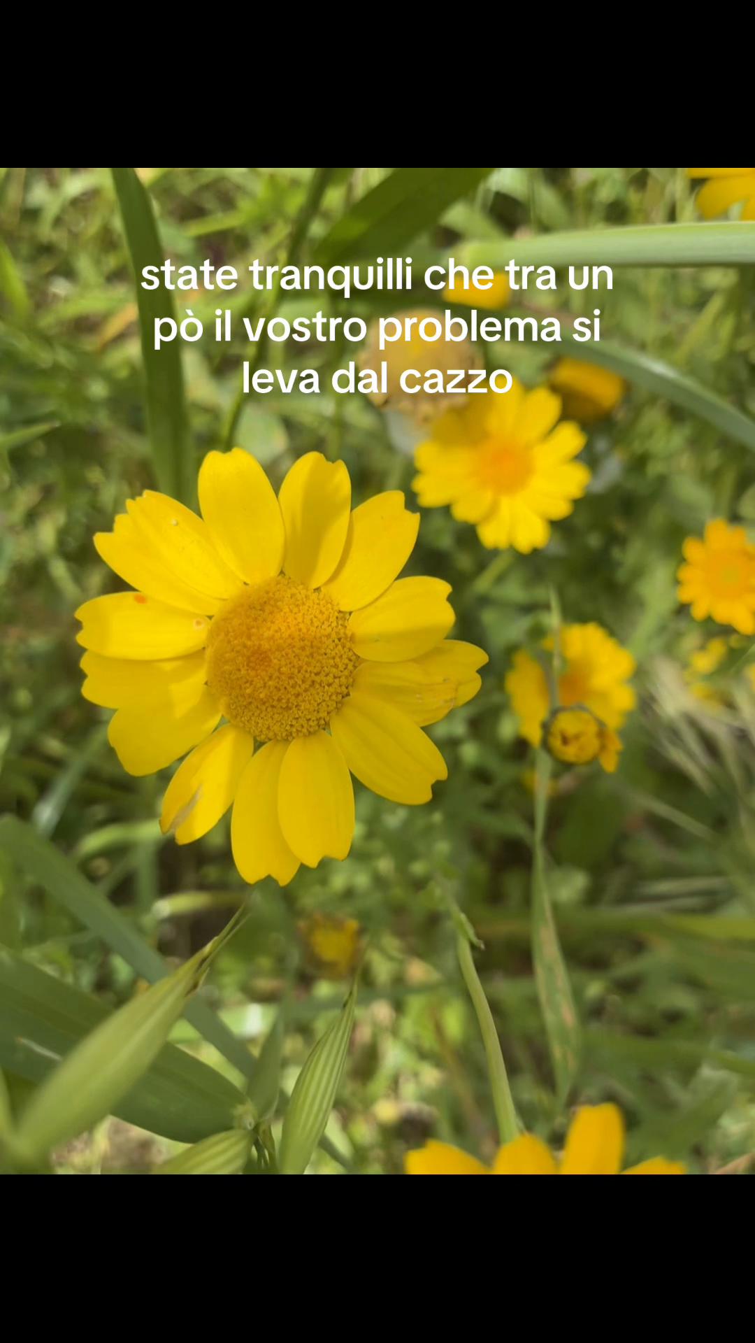 @accountsegreto