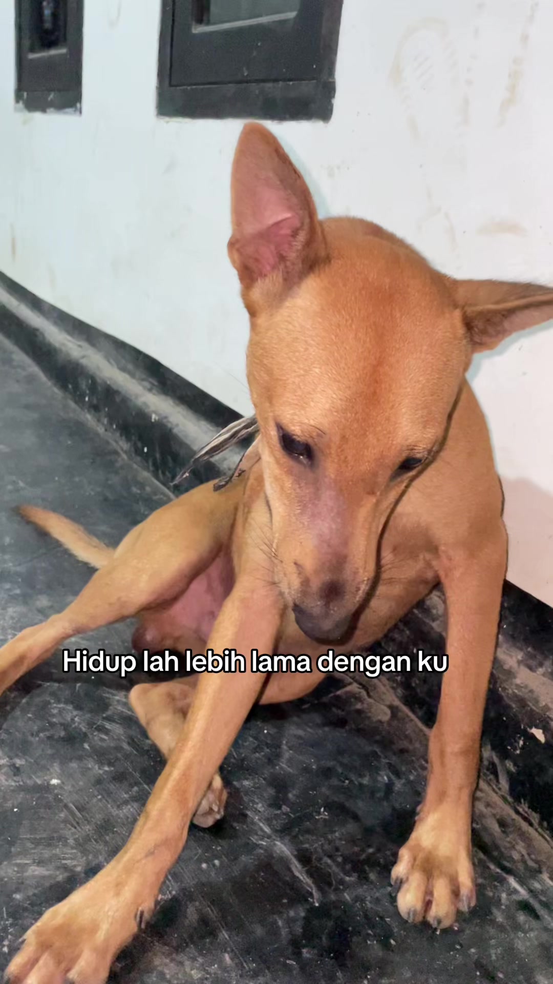 @KOBA nya Aiu
