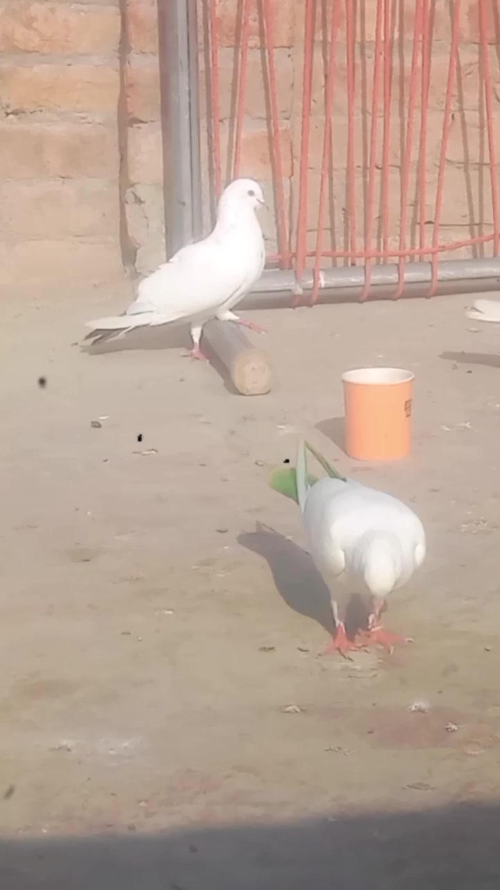 @saad f s