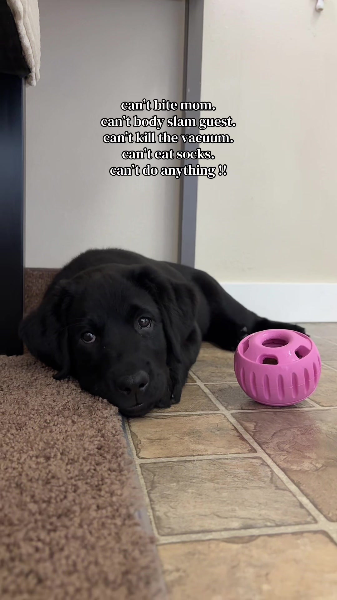 @Life with Luna🐾