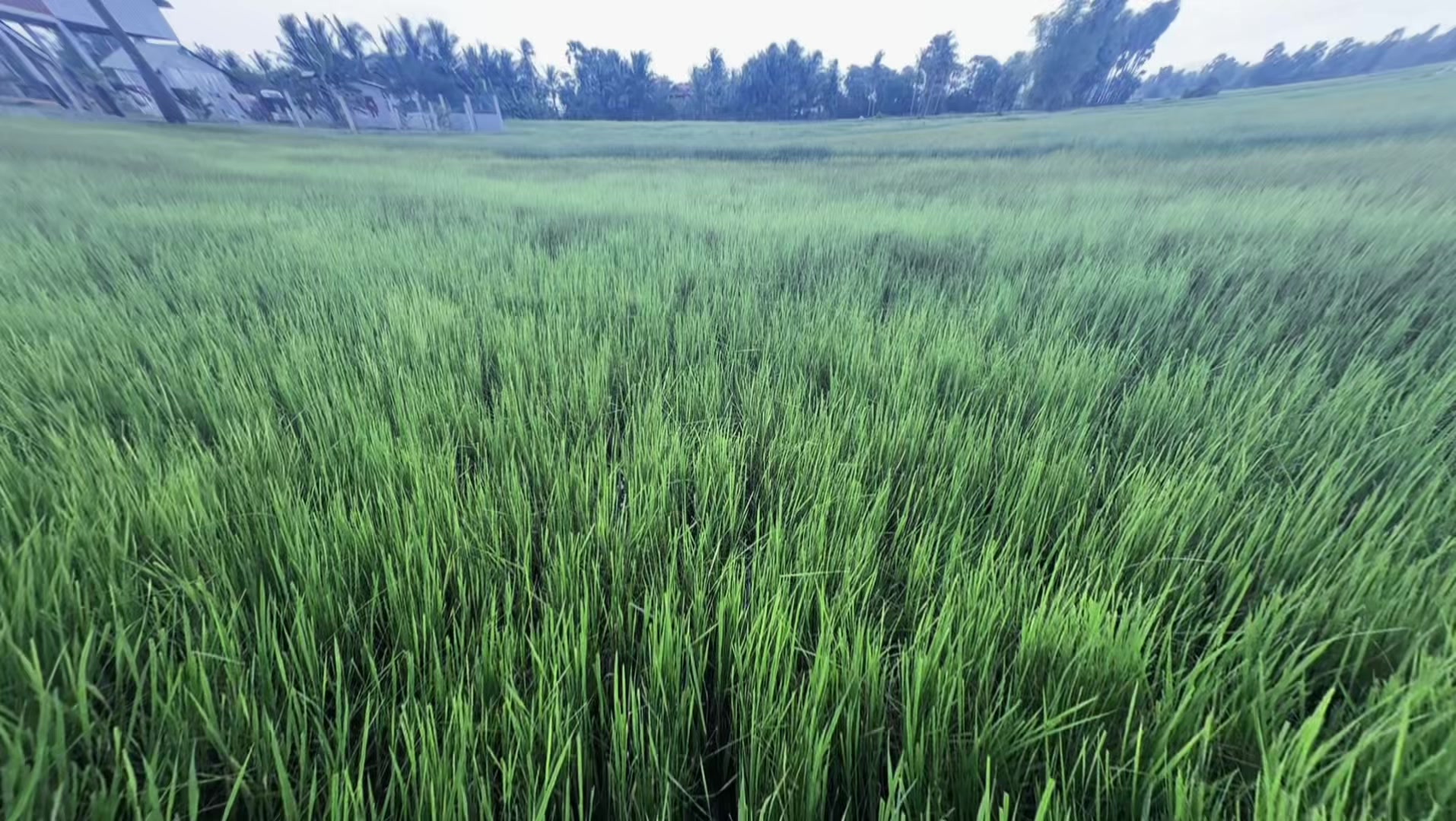 @សឿន វណ្ណា - सोएन् वण्णा 🌾💚🌅