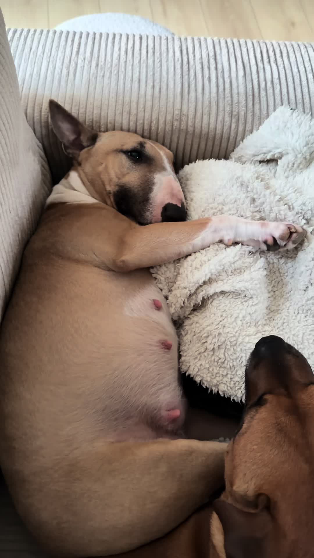 @Dogragnar 🐶👑