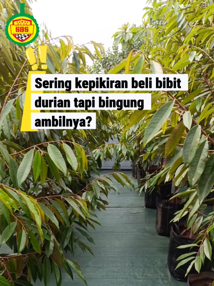 @Produksi Buah_SBS