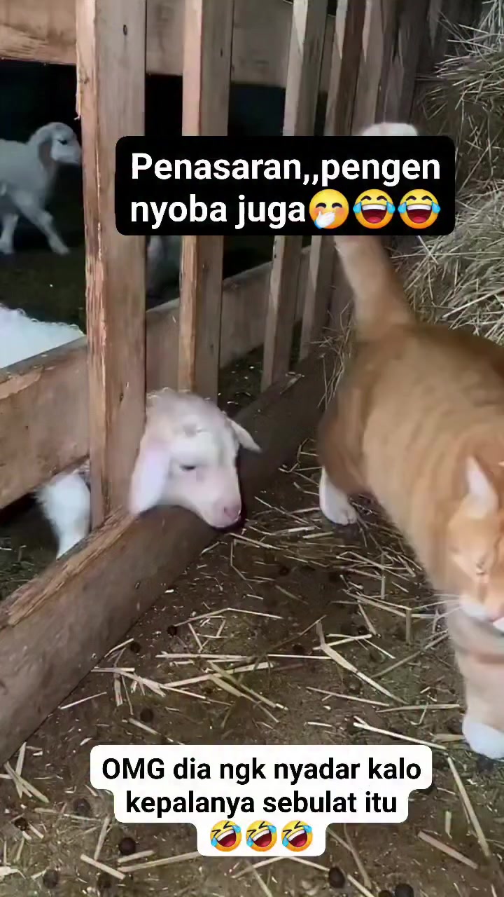 @dwikaputramahardika