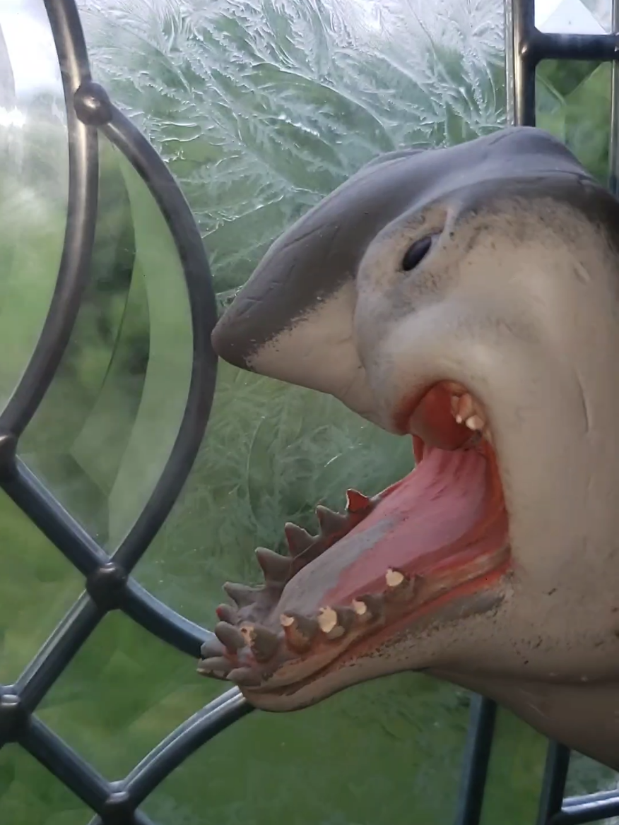 @Sharky 🦈