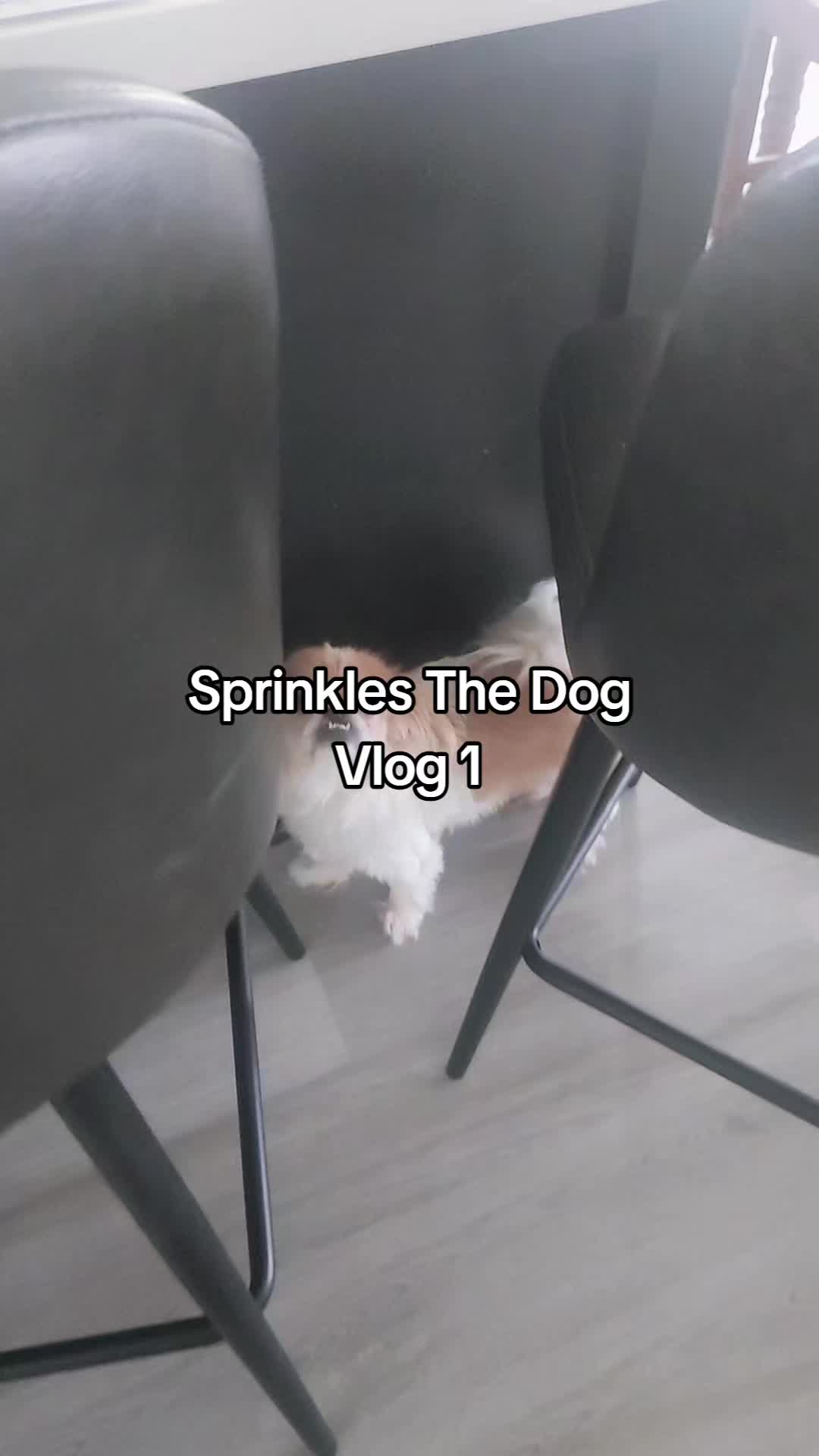 @Sprinkles The Dog